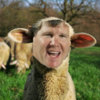 sheephawk.jpg