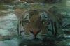 mike_the_tiger.jpg