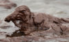 oil_soaked_bird..jpg
