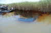 oil..jpg