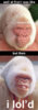 5367.lold%20monkey.jpg