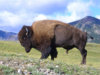 Bison-seanabrady.jpg