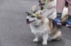 furry scurry_1010847.jpg