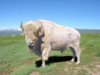 white-buffalo-1.jpg