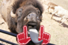 Buffalo.png