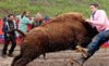 13301UNILAD-imageoptim-jackass-3d-buffalo-attack-14-9-10-kc.jpg