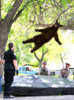 20120503_103148_20120426_033444_BEAR FALLING_500_1436575328465_21195516_ver1.0.jpg