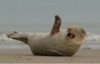 walrus laughs.jpg
