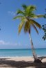220px-1859-Martinique.web.jpg