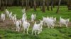 cypress-grove-smooth-jazz-goats-1-FT-BLOG0217.jpg