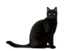 Black-Cat-Superstition.png