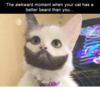 the-awkward-moment-when-your-cat-has-a-better-beard-28241983.png