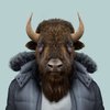 American-Bison-Bison-Bison.jpg