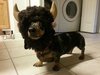 115fa51d86dc1b763f153cae4ea46f4c--fancy-dress-buffalo.jpg