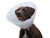 dog cone.jpg