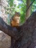Squirrel with Cone.jpg