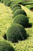 shrubs.jpg