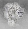 Rory against snow small.jpg