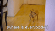 IMG_9326.gif