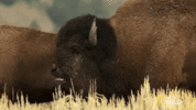 1685241977591.gif