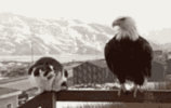 1686835481088.gif