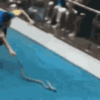 1690589060150.gif