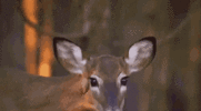 1693614374462.gif