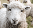 sheep-in-suburbia-a-basic-care-guide.png