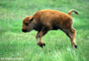 baby-buffalo-476-copy.jpg
