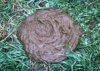 250px-CowPie-JeffVanuga.JPG
