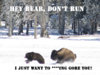 hey bear.jpg