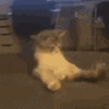 1694993575880.gif
