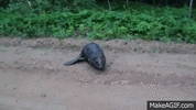 1699294484573.gif