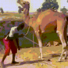 IMG_1594.gif