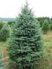 Blue-Spruce-Trees-3.jpg