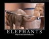 elephants.jpg