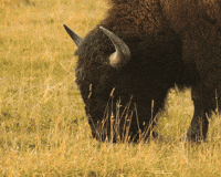 IMG_6263.gif