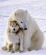 polar_bear_husky_sm.jpg