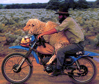 sheep_bike.gif