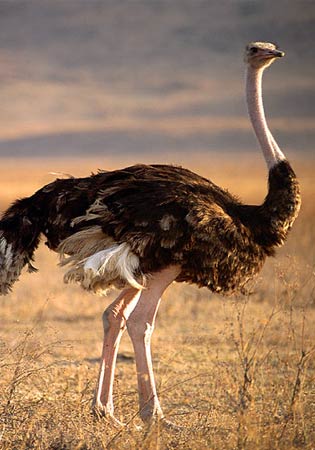 Ostrich-Eggs.jpg
