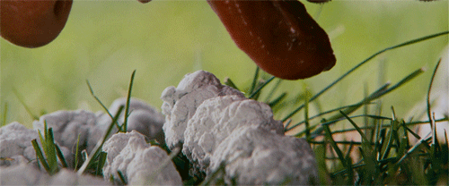 tumblr_nh25ve64I61tjydheo3_500.gif