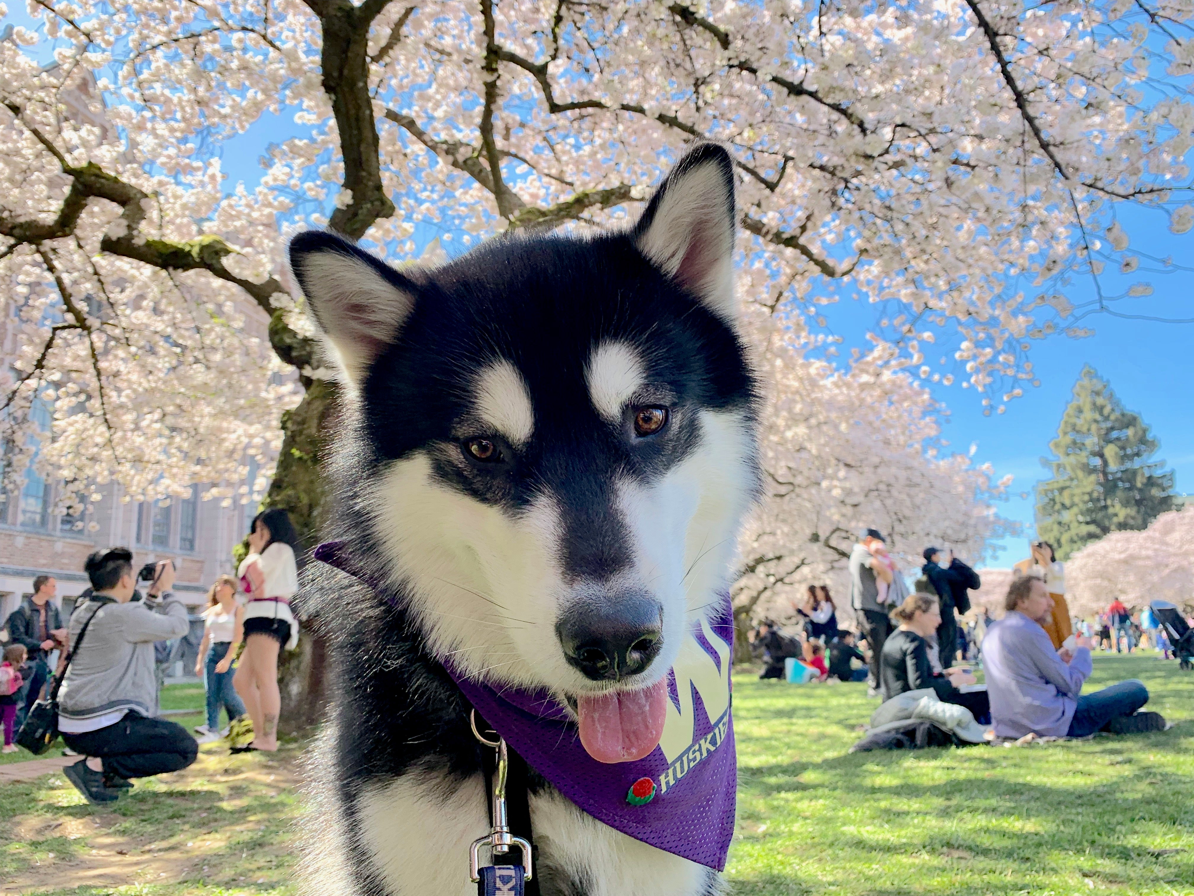 www.akc.org