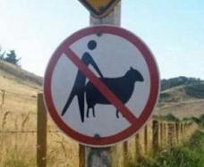 do-not-do-sheepsm.jpg