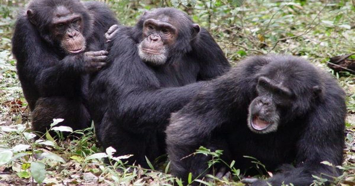 Funny-monkey-flea-picking.jpg