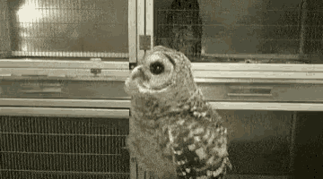 tenor.gif