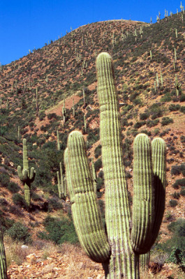 SaguaroFinger.jpg