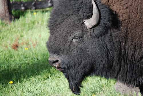 buffalo_horiz.gif