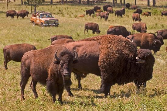 south-dakota-visitors.jpg