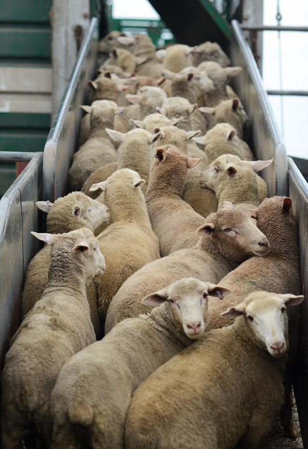 sheep_slaughter.jpg