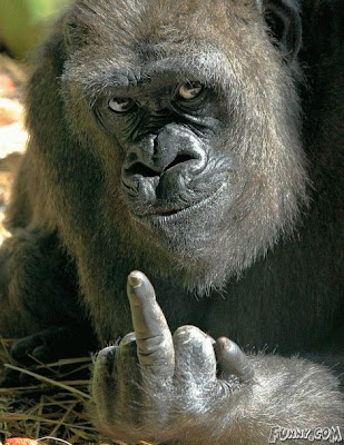 monkey.jpg